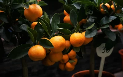 El fruto del Espíritu