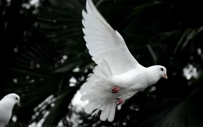 EL ESPÍRITU SANTO: DIOS HABITA EN TI